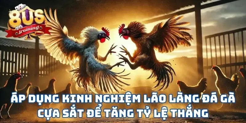 Đá Gà Cựa Sắt - Lựa Chọn Hoàn Hảo Cho Chiến Kê Mạnh Mẽ 4 Áp dụng kinh nghiệm lão làng đá gà cựa sắt để tăng tỷ lệ thắng