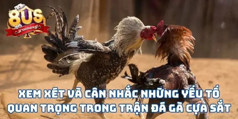Đá Gà Cựa Sắt - Lựa Chọn Hoàn Hảo Cho Chiến Kê Mạnh Mẽ 3 Xem xét và cân nhắc những yếu tố quan trọng trong trận đá gà cựa sắt