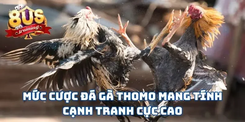 Đá Gà Thomo 8US - Sàn Đấu Nảy Lửa Giữa Những Chiến Kê 3 Mức cược đá gà Thomo mang tính cạnh tranh cực cao