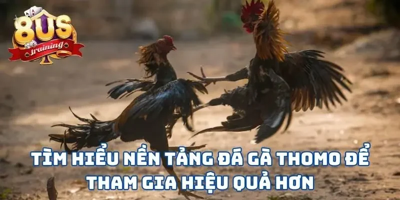 Đá Gà Thomo 8US - Sàn Đấu Nảy Lửa Giữa Những Chiến Kê 2 Tìm hiểu nền tảng đá gà Thomo để tham gia hiệu quả hơn