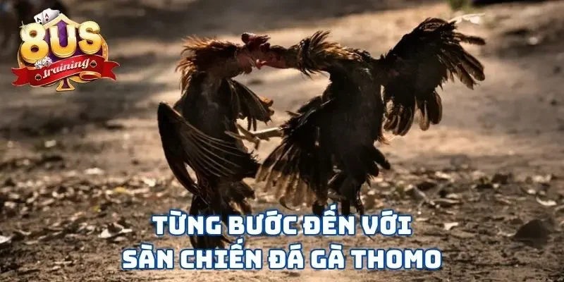 Đá Gà Thomo 8US - Sàn Đấu Nảy Lửa Giữa Những Chiến Kê 4 Từng bước đến với sàn chiến đá gà Thomo